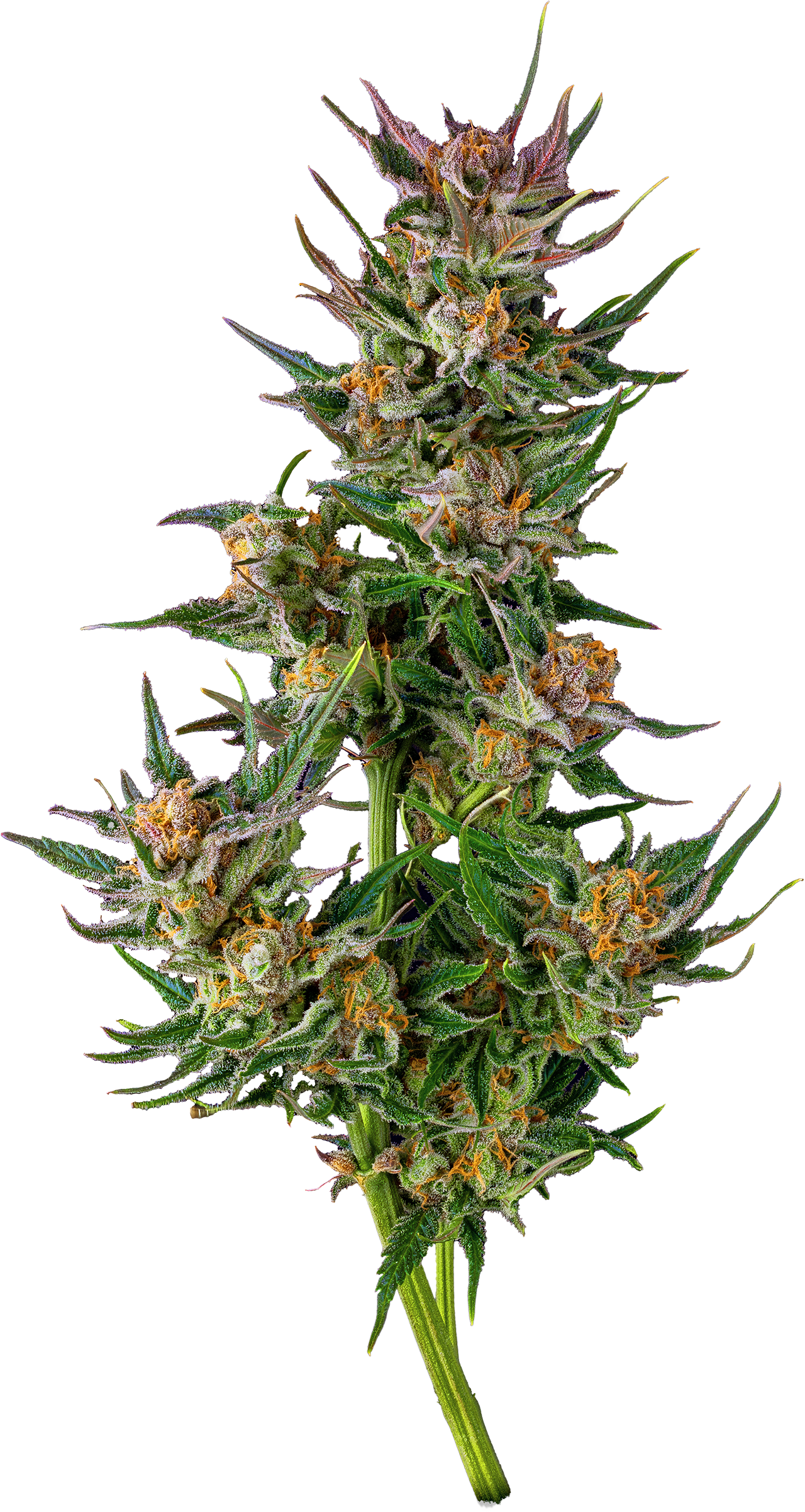 Honey Banana | MFNY